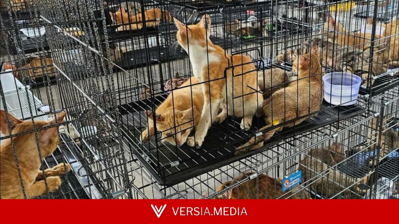 越南警方破获窃猫集团解救数百只猫咪 9人被捕